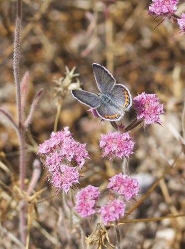 Lupine Blue photo 5