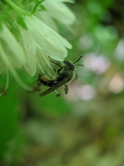 Andrena geranii