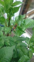 Tanyptera atrata