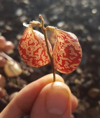 Astragalus whitneyi sonneanus