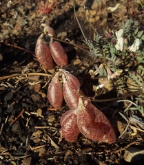 Astragalus whitneyi sonneanus