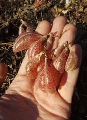 Astragalus whitneyi sonneanus