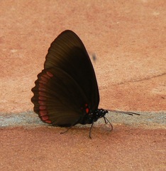 Biblis hyperia nectanabis