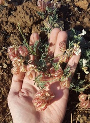 Astragalus whitneyi sonneanus