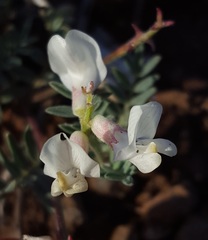 Astragalus whitneyi sonneanus