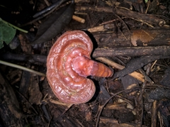 Ganoderma