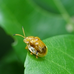 Basiprionota sexmaculata