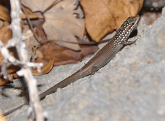 Trachylepis aureopunctata