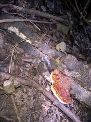 Ganoderma