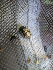 Calligrapha philadelphica