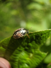 Calligrapha philadelphica