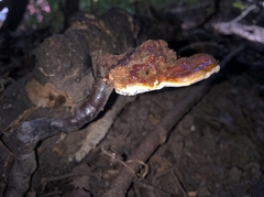Ganoderma