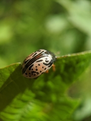 Calligrapha philadelphica