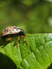 Calligrapha philadelphica