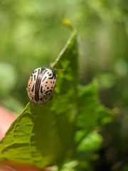 Calligrapha philadelphica