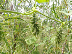 Echinopepon wrightii