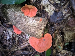 Trametes sanguinea