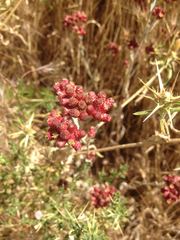 Helichrysum sanguineum