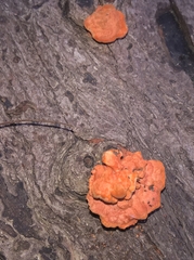 Trametes sanguinea
