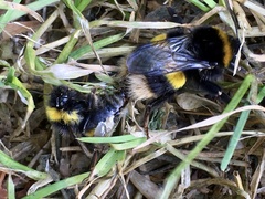 Bombus terrestris audax