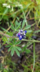 Lupinus polycarpus