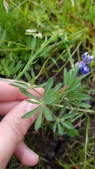 Lupinus polycarpus