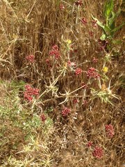 Helichrysum sanguineum