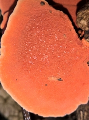 Trametes sanguinea