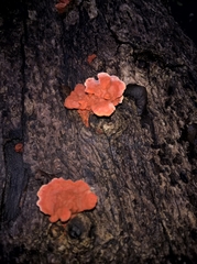 Trametes sanguinea
