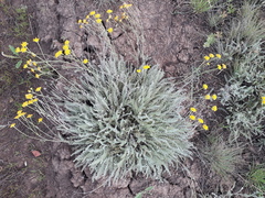 Tanacetum achilleifolium
