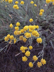 Tanacetum achilleifolium