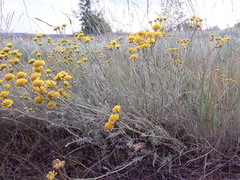 Tanacetum achilleifolium