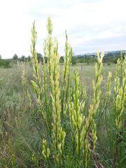 Astragalus asper