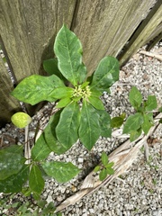 Euphorbia heterophylla image
