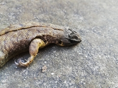 Stenocercus guentheri