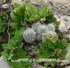 Coryphantha durangensis