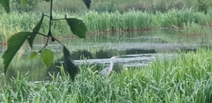 Ardea cinerea