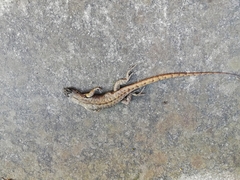 Stenocercus guentheri