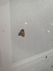 Cryphia fraudatricula