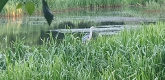 Ardea cinerea