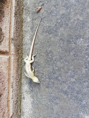 Stenocercus guentheri