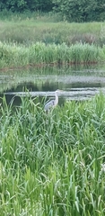 Ardea cinerea