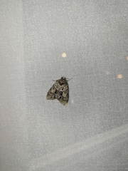 Cryphia fraudatricula