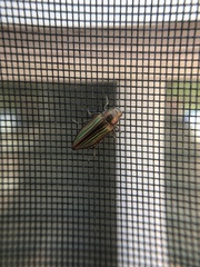 Buprestis striata
