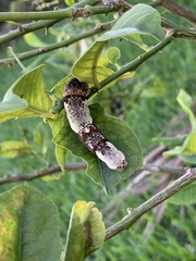 Heraclides cresphontes