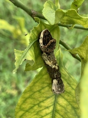 Heraclides cresphontes