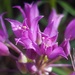 Allium acuminatum - Photo (c) Alex Abair,  זכויות יוצרים חלקיות (CC BY-NC), הועלה על ידי Alex Abair