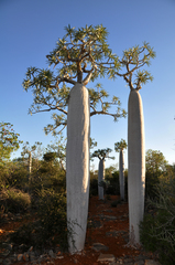 Pachypodium geayi image