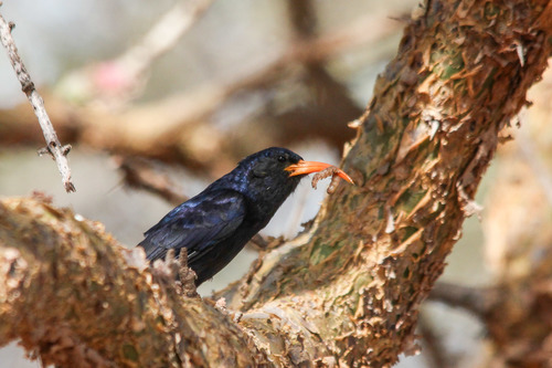 Abyssinian Scimitarbill