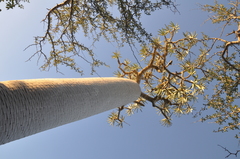 Pachypodium geayi image